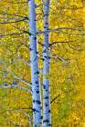 USA, Wyoming. Aspens in fall color along Buffalo Valley Road Art Print